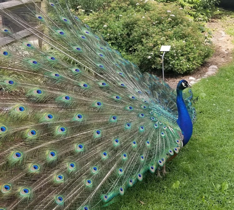 peacock-photo